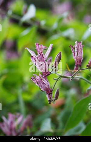 Tricyrtis hirta Taiwan Atrianne Blumen. Stockfoto