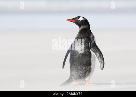 Einzelner Gentoo-Pinguin, der in einem Sandsturm steht. Südgeorgien, Antarktis. Stockfoto