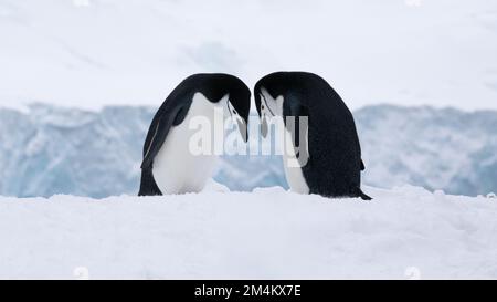 Zwei Kinnriemen-Pinguine, die zu Beginn des Frühlings umwerben. Antarktis. Stockfoto