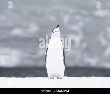 Ein Kinnfalten-Pinguin, der im Schnee steht. Antarktis. Stockfoto