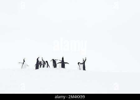 Eine Gruppe Kinnfalten-Pinguine, die Anfang des Frühlings umwerben. Antarktis. Stockfoto