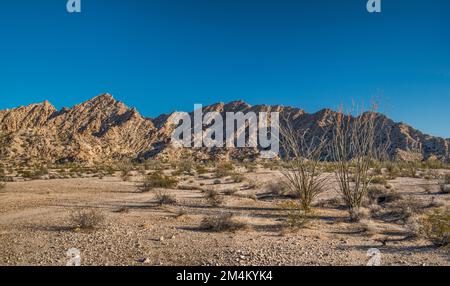 Ocotillos, Cabeza Prieta Mountains, Lechuguilla Desert, El Camino del Diablo, Cabeza Prieta Natl Wildlife Refuge, Arizona, USA Stockfoto