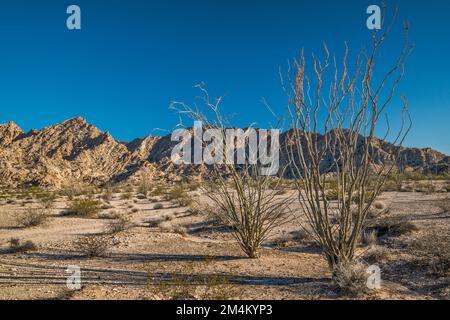 Ocotillos, Cabeza Prieta Mountains, Lechuguilla Desert, El Camino del Diablo, Cabeza Prieta Natl Wildlife Refuge, Arizona, USA Stockfoto