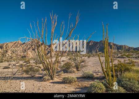 Ocotillos, Cabeza Prieta Mountains, Lechuguilla Desert, El Camino del Diablo, Cabeza Prieta Natl Wildlife Refuge, Arizona, USA Stockfoto