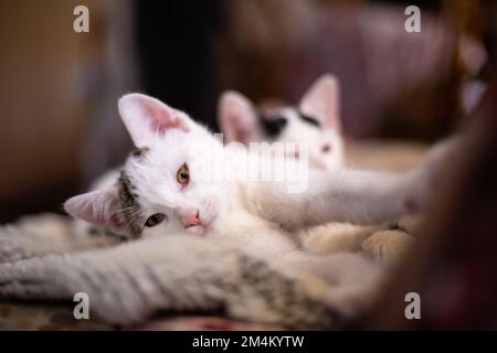 Ein selektiver Fokus eines japanischen Bobtail-Kätzchens, das auf dem Sofa liegt Stockfoto