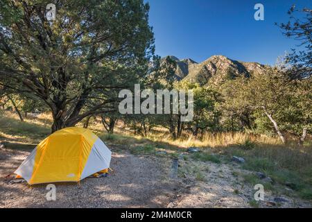 Juniper Trees, Zelt am Bog Springs Campground, Sonnenaufgang, Madera Canyon, Santa Rita Mountains, Coronado National Forest, Arizona, USA Stockfoto