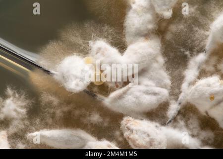 Ferrara, ITALIEN - 14. Februar 2020: Makro von Körnern, in denen das Myzel von Lentinula edodes, der Shiitake-Pilz, geimpft wurde. Kontrolliert Stockfoto