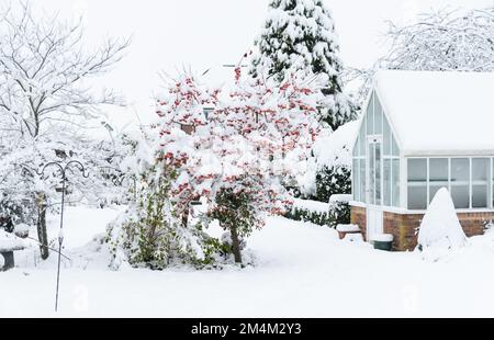 Schneebedeckter Garten mit Krabbenapfel, Malus Evereste Stockfoto
