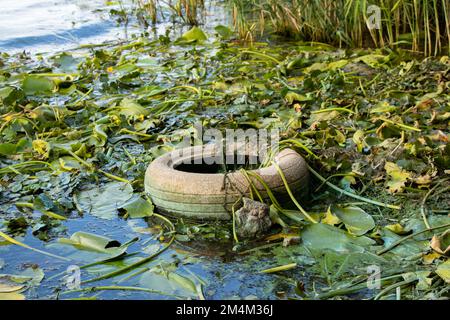 Im Sommer liegen alte Autoreifen im Fluss in den Algen am Ufer des dnieper-Flusses, Umweltverschmutzung Stockfoto