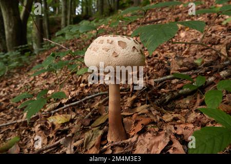 Ein essbarer Sonnenschirmpilz (Macrolepiota procera) im Wald. Stockfoto