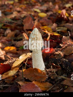 Gemeiner Stinkhornpilz (Phallus impudicus) auf dem Waldboden zwischen Blättern. Stockfoto