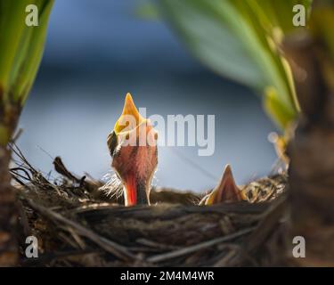 Hungrige Vogelbabys öffnen den Mund weit und weinen nach Mutter, um sie zu füttern. Stockfoto