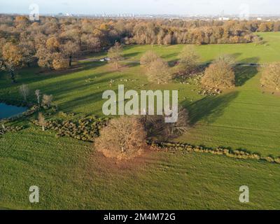 Hirsche aus der Vogelperspektive in Richmond Park, London, Großbritannien. Stockfoto