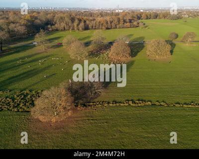 Hirsche aus der Vogelperspektive in Richmond Park, London, Großbritannien. Stockfoto