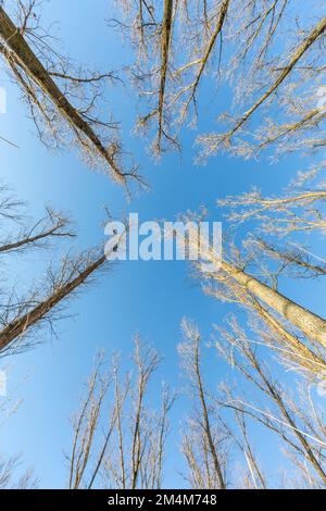 Im Winter im Wald mit Laubbbäumen unter blauem Himmel Stockfoto