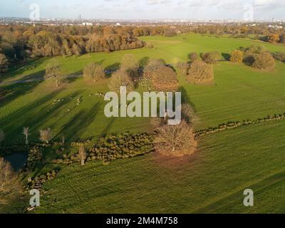 Hirsche aus der Vogelperspektive in Richmond Park, London, Großbritannien. Stockfoto