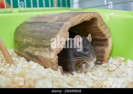 Schwarze Ratte Rattus Rattus in einem hübschen Holzhaus in einem Käfig. Hausratte und Haustiere. Stockfoto