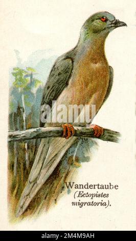 Passagiertaube, Wildtaube Ectopisces migratorius, (, ), Wandertaube Stockfoto