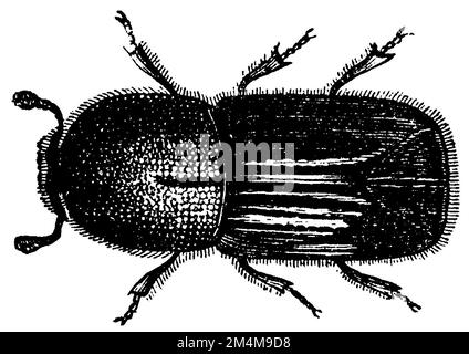 europäischer Fichtenrindenkäfer, IPS typographus, anonym (Biologiebuch, 1896), Buchdrucker, Bostryche-Typographe Stockfoto