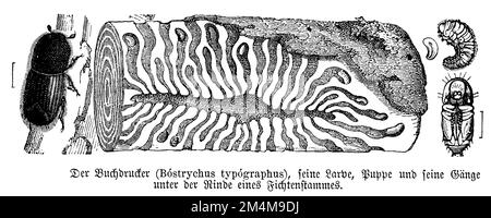 europäischer Fichtenrindenkäfer, IPS typographus, anonym (Zoologiebuch, 1894), Buchdrucker, Bostryche-Typographe Stockfoto