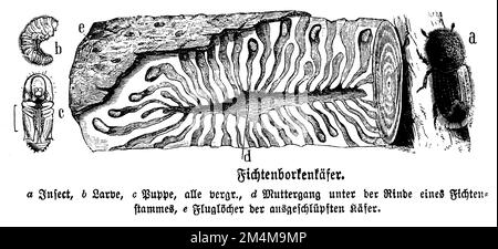 europäischer Fichtenrindenkäfer, IPS typographus, anonym (Biologiebuch, 1898), Buchdrucker, Bostryche-Typographe Stockfoto