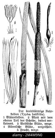 Bulrush, Typha latifolia, anonym (Botanisches Buch, 1888), Breitblättriger Rohrkolben, Massette à grösste Fehilles Stockfoto