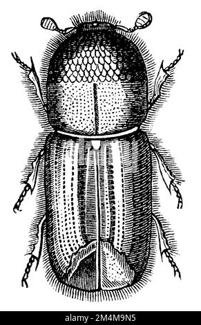 europäischer Fichtenrindenkäfer, IPS typographus, anonym (Biologiebuch, 1893), Buchdrucker, Bostryche-Typographe Stockfoto