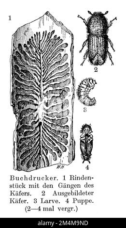 europäischer Fichtenrindenkäfer, IPS typographus, W[Alter] H[eubach] (Zoologiebuch, 1928), Buchdrucker, Bostryche typographe Stockfoto