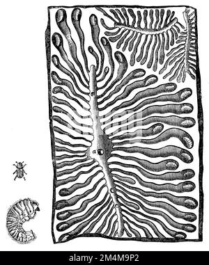 europäischer Fichtenrindenkäfer, linker Käfer und Larve, IPS typographus, anonym (Zoologiebuch, 1889), Buchdrucker, Links Käfer und Larve, Bostryche typographeà Gauche, Coléoptère et Larve Stockfoto