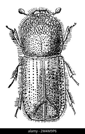 europäischer Fichtenrindenkäfer, IPS typographus, anonym (Zoologiebuch, 1889), Buchdrucker, Bostryche-Typographe Stockfoto