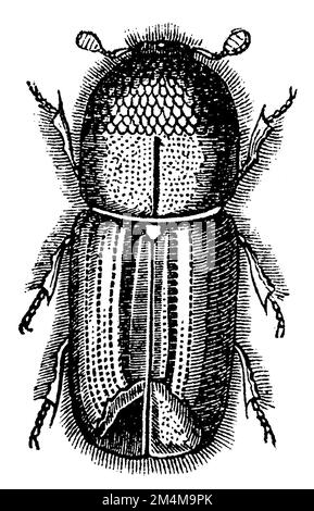 europäischer Fichtenrindenkäfer, IPS typographus, anonym (Biologiebuch, 1861), Buchdrucker, Bostryche-Typographe Stockfoto