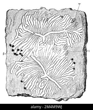 europäischer Fichtenrindenkäfer, Galerien, m Mother Gallery, w pupa, f Flight hole, l larva, IPS typographus, anonym (Naturgeschichtbuch, 1886), Buchdrucker, Gänge, m Muttergang, w. Puppe, f Flugloch, l Larve, bostryche typographe, galeries, M galerie maternelle, w nymphe, f trou d'envol, l larve Stockfoto