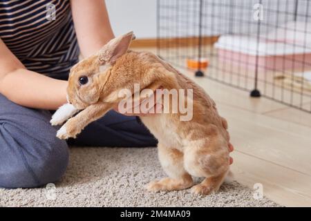 Vollblut-Dekorationskaninchen Mini rex in den Händen des Besitzers aus nächster Nähe. Der Käfig oder die Voliere ist im Hintergrund im Raum. Stockfoto