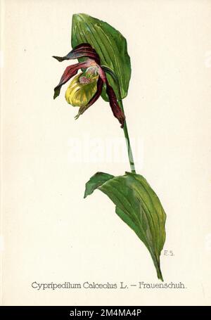 frauenschuh Cypripedium calceolus, (Botanisches Buch, 1922), Frauenschuh Stockfoto