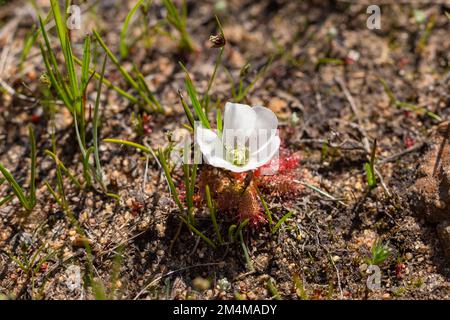 Die äußerst seltene weiße Blütenform von Drosera acaulis in einem natürlichen Lebensraum im Westkap von Südafrika Stockfoto