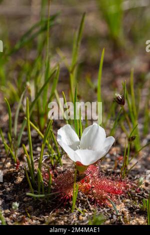 Drosera acaulis (die seltene weiße Blütenform) in Blüten, endemische Pflanze zum Westkap von Südafrika Stockfoto