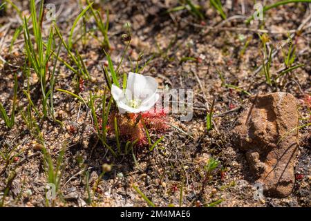 Drosera acaulis (die seltene weiße Blütenform) in Blüten, endemische Pflanze zum Westkap von Südafrika Stockfoto