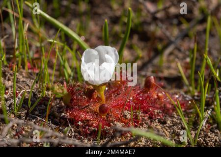 Seitenansicht mit der sehr kurzen Blumenlandschaft von Drosera acaulis, einer einheimischen Pflanze zum Westkap von Südafrika, aus der seltene weiße Blüten stammen Stockfoto