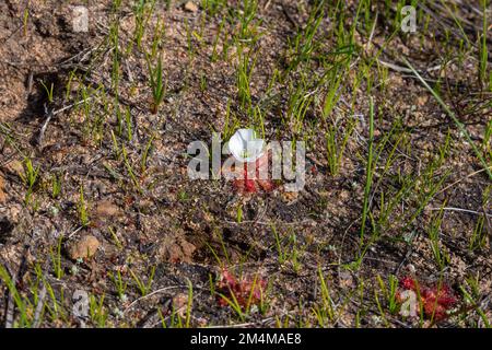 Die weiße Blütenform von Drosera acaulis in einem natürlichen Lebensraum im Westkap von Südafrika Stockfoto