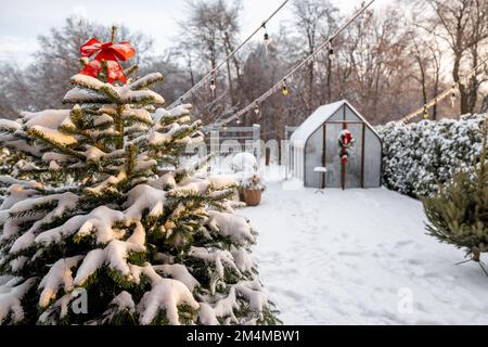 Verschneiter Hof mit Gewächshaus und Weihnachtsbaum Stockfoto