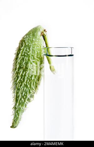 Junge Milchkraut-Samenkapsel (Asclepias syriaca), präsentiert wie ein Vogel, der Wasser trinkt Stockfoto