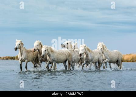 ATEMBERAUBENDE Bilder der weißen Pferde der Camargue, auch bekannt als die Pferde des Meeres, wurden von einem britischen Fotografen in der Camargue, Fr. Stockfoto