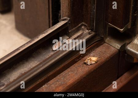 Brauner marmorierter Stinkkäfer, Halyomorpha halys, versteckt in den Rissen der Fenster zu Überwintern und Tod Stockfoto