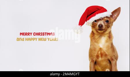 Hund mit Weihnachtsmannmütze und SMS Frohe Weihnachten und Frohes neues Jahr. Stockfoto