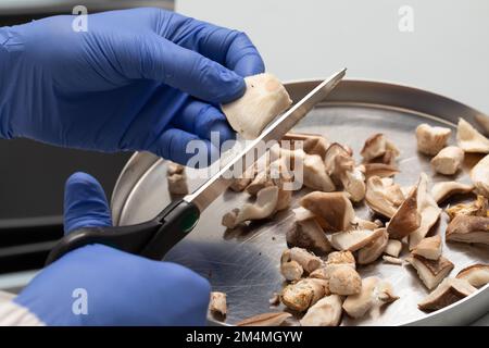 Nahaufnahme Hände schneiden Pilze in winzigen Pfauen über Silberplatten im Labor. Wissenschaftliches Forschungskonzept Stockfoto