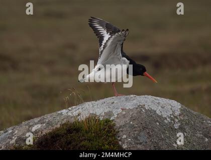 Austernweiher (Haematopus ostralegus), Flügel strecken, auf einem Felsen stehen, Clumlie, Shetland. Stockfoto