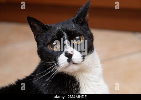 Porträt einer zweifarbigen Hauskatze oder Tuxedo, Maulkorb primopiano. PET-Konzept Stockfoto
