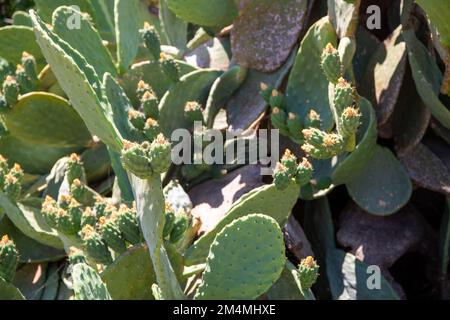 Wilde Stachelfeige, Opuntie Kaktus auf kreta. Hochwertiges Foto Stockfoto