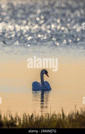 Wunderschöner stummer Schwan an einem ruhigen See Stockfoto