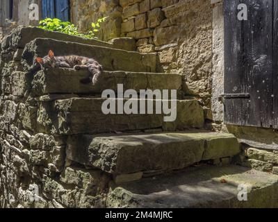 Katze auf den Stufen im auf einem Hügel gelegenen Dorf Groznjan, Istrien, Kroatien Stockfoto